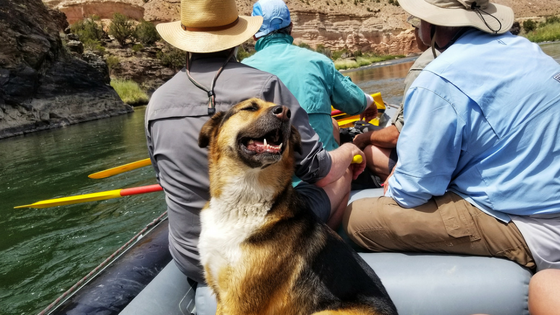 a person sitting next to a dog